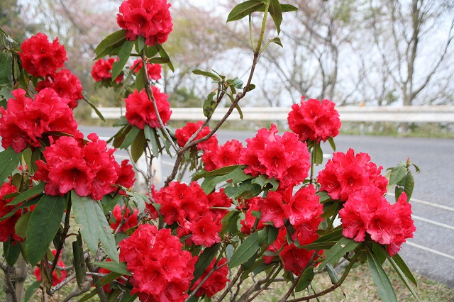 比叡山・桜・2014 064.jpg