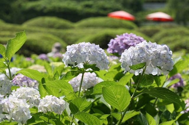 水無月の風景を訪ねて。 130.jpg