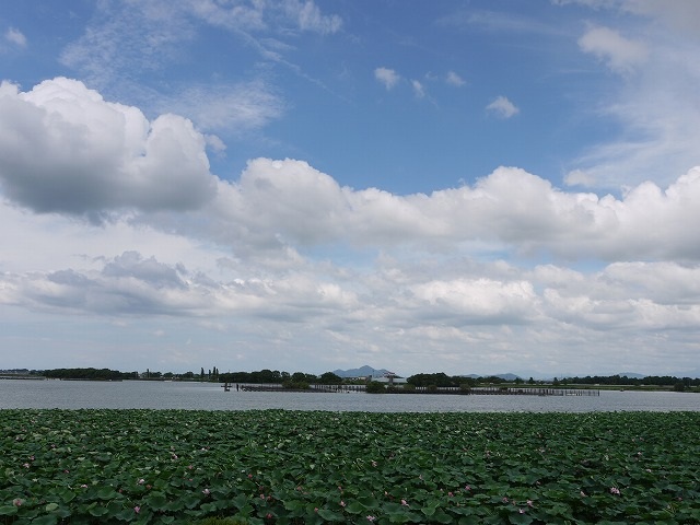 烏丸半島の蓮1.jpg