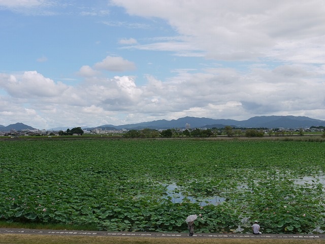 烏丸半島の蓮5.jpg