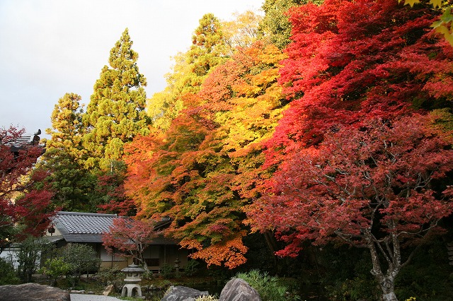 瑠璃　南禅寺 218.jpg