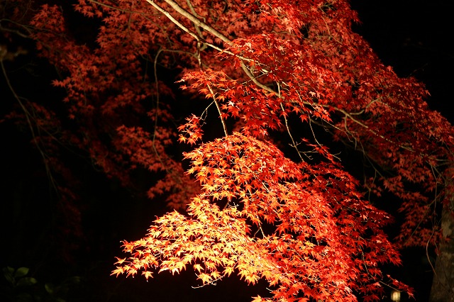 神護寺・紅葉 068.jpg