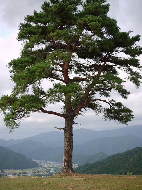 竹田城跡・ 038.jpg