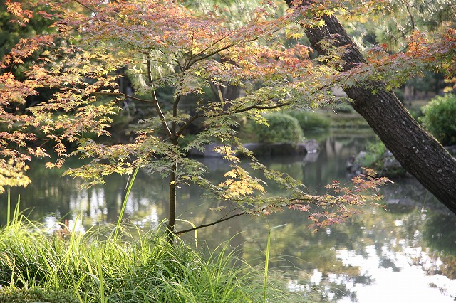 等持院　紅葉 026.jpg