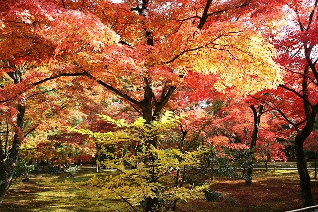 紅葉の金閣寺 083.jpg