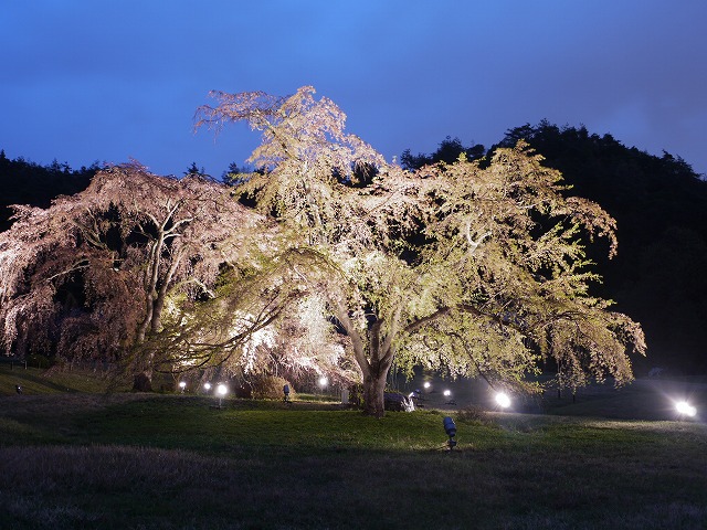 花桜 101.jpg