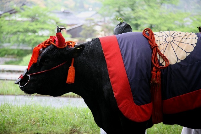 葵祭り・2014 196.jpg