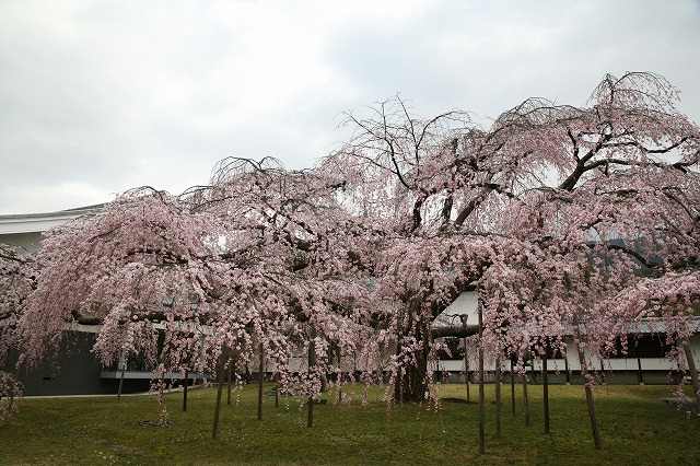 醍醐の花見ＣＡＮＯＮ 025.jpg