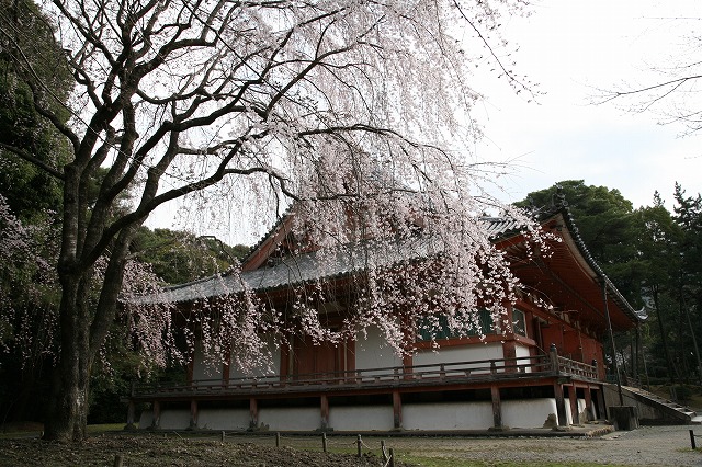 醍醐の花見ＣＡＮＯＮ 041.jpg