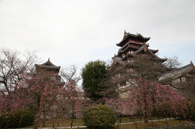 醍醐の花見ＣＡＮＯＮ 075.jpg