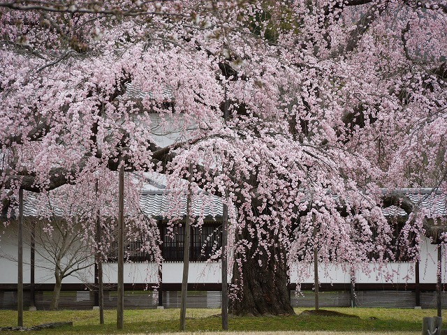 醍醐の花見Ｌｕｍｉｘ 024.jpg