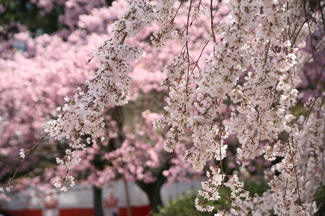 醍醐の花見.2014 032.jpg