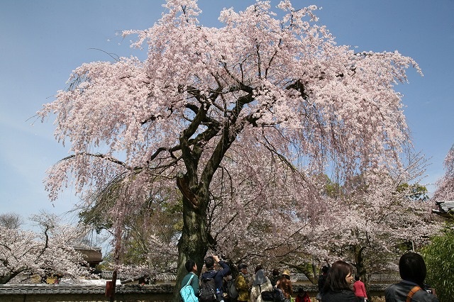 醍醐の花見.2014 054.jpg