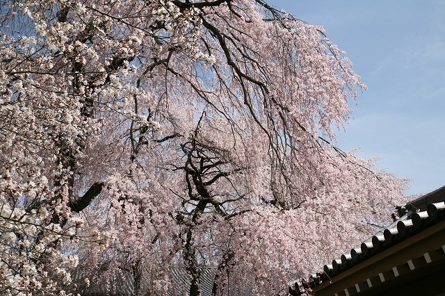 醍醐の花見.2014 058.jpg