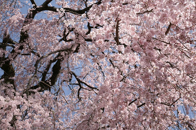 醍醐の花見.2014 059.jpg