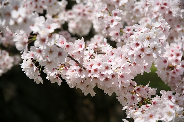 醍醐の花見.2014 118.jpg