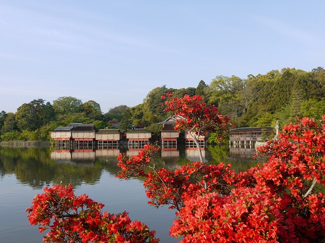 長岡天満宮ツツジ 017.jpg