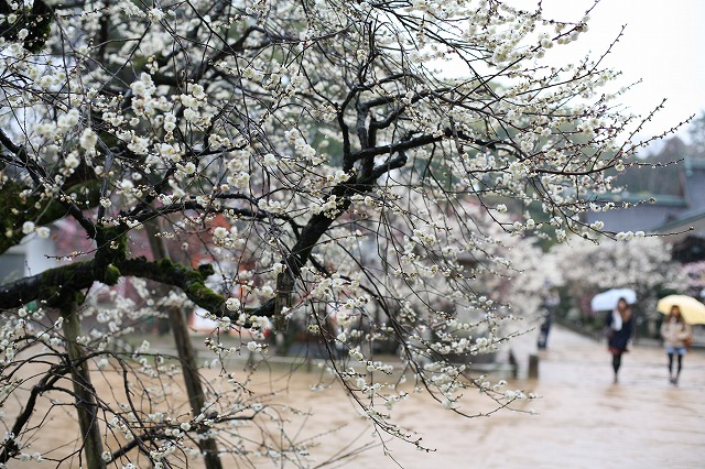 雨と梅 048.jpg