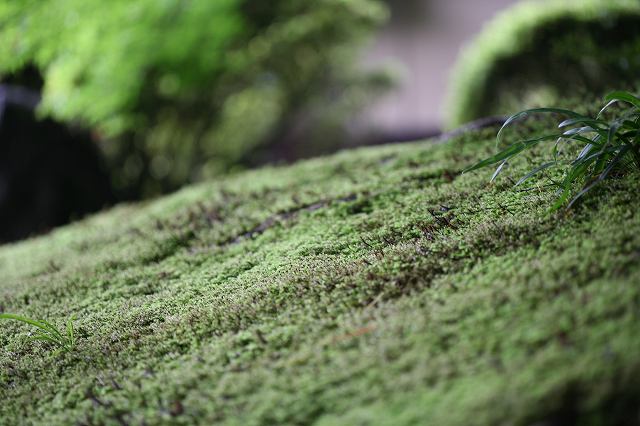 雨のち曇り。 184.jpg