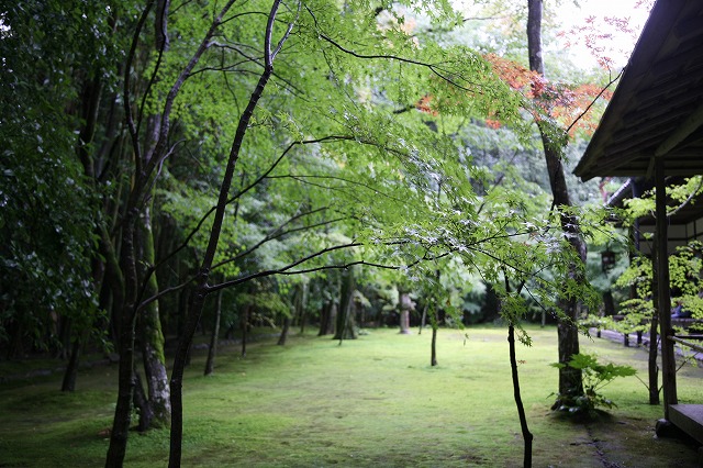 雨の高桐院 028.jpg