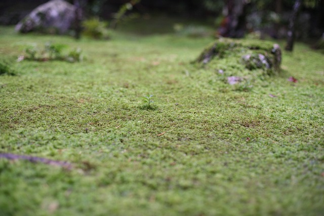 雨の高桐院 065.jpg