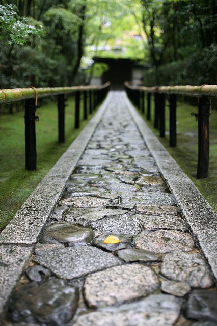 雨の高桐院 072.jpg