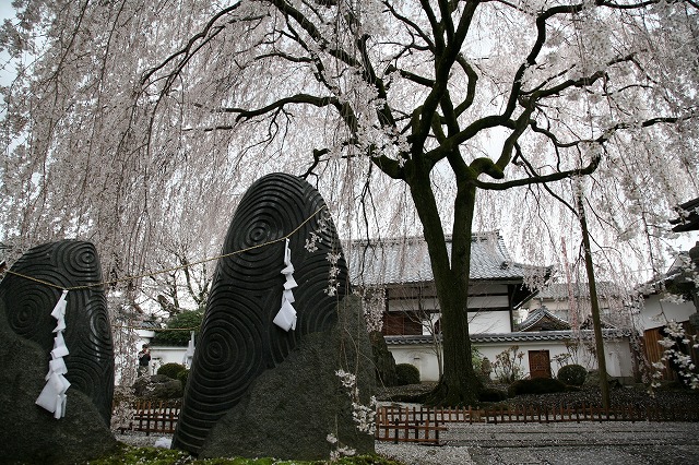 雨・桜日 061.jpg