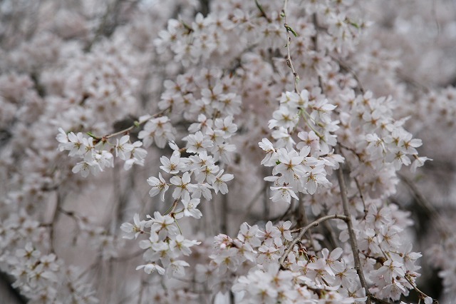 雨・桜日 063.jpg