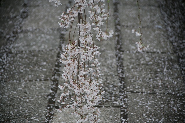 雨・桜日 072.jpg