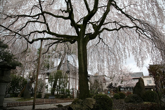 雨・桜日 085.jpg