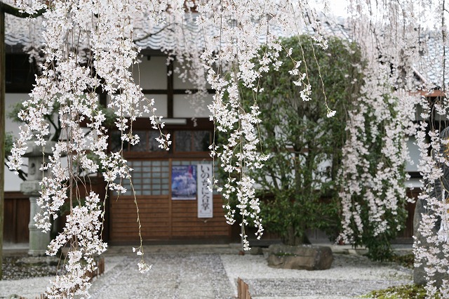 雨・桜日 096.jpg