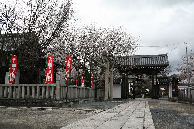 雨・桜日 111.jpg