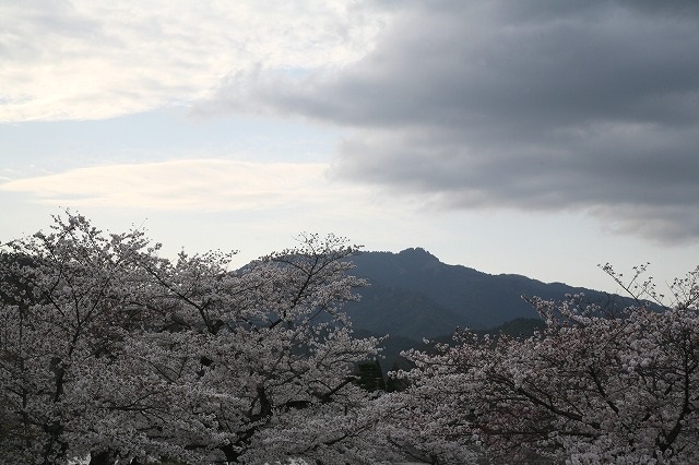 電車と桜。 043.jpg