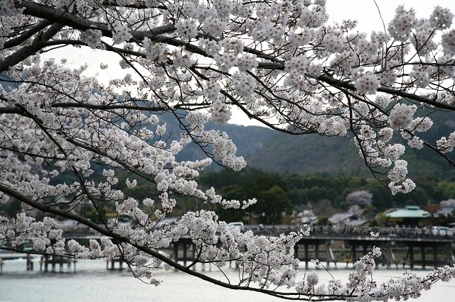 電車と桜。 049.jpg