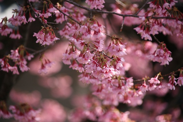 鴨川　おかめ桜 038.jpg