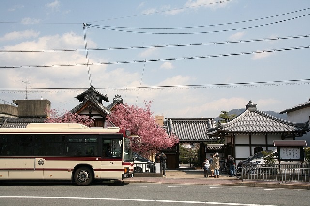 鴨川　おかめ桜 054.jpg