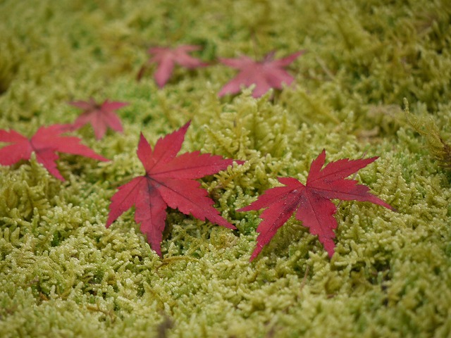 鷹ゲ峰・紅葉 010.jpg