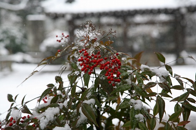 Ｆｅｂｒｕａｒｙ雪の寺院巡り。 094.jpg