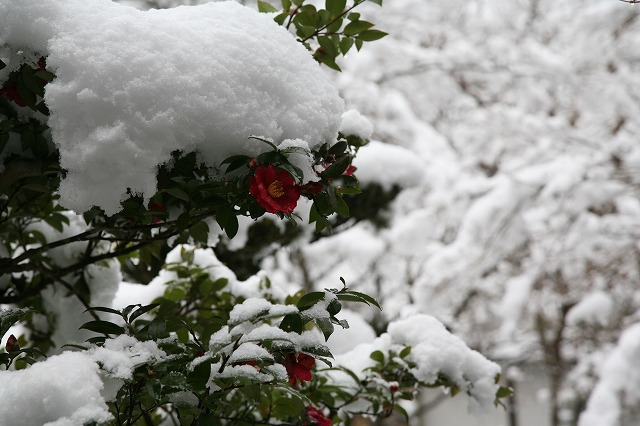 Ｆｅｂｒｕａｒｙ雪の寺院巡り。 162.jpg