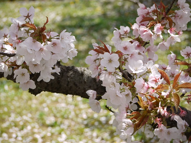 Ｓａｋｕｒａ 015.jpg