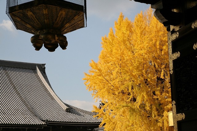 12月の紅葉。 大銀杏.jpg