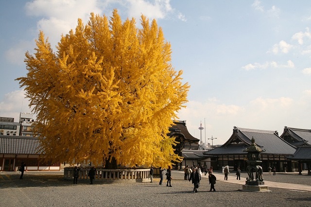 12月の紅葉。 100.jpg