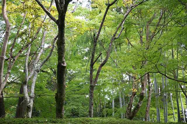 常照寺・2014秋 056