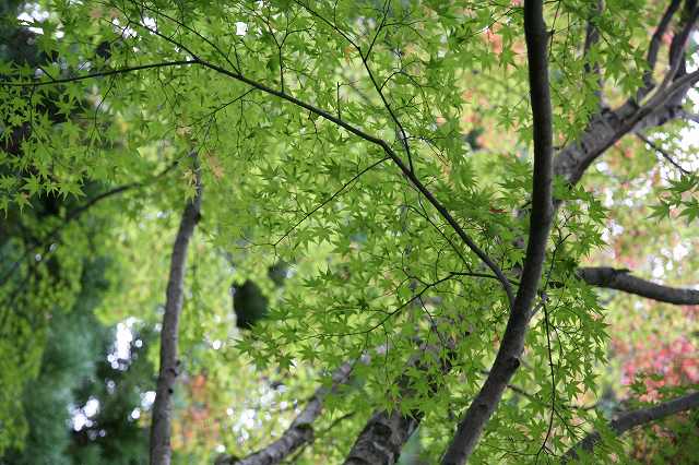 常照寺・2014秋 033