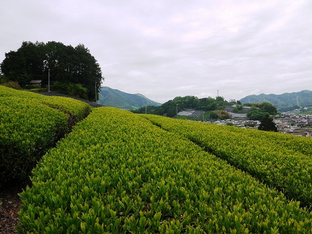 和束2015.新茶 015