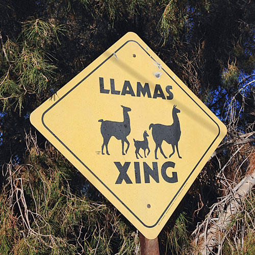 llamas_01.jpg