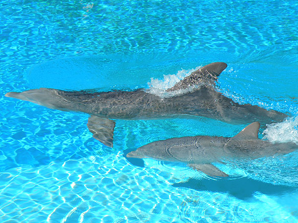 miragedolphin_2011_09.jpg