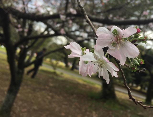 新宿御苑は 十月桜と秋薔薇がキレイでした 地球の歩き方