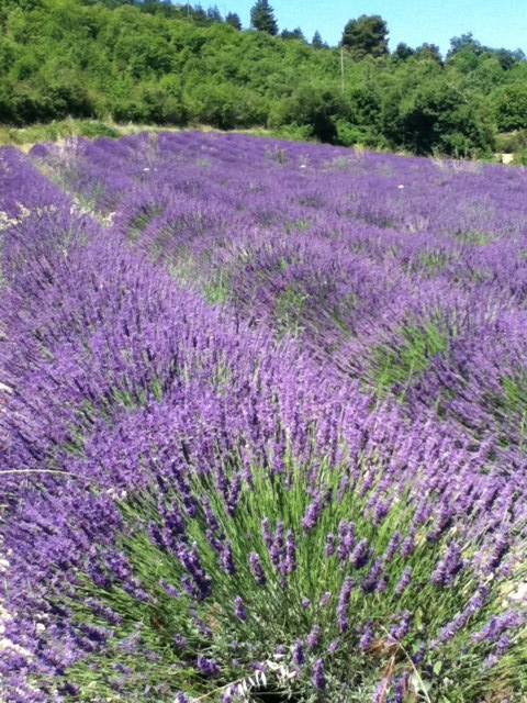 photo lavender.JPG