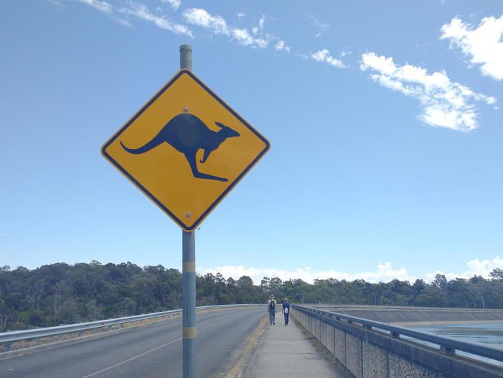 野生のカンガルーに会えるかも